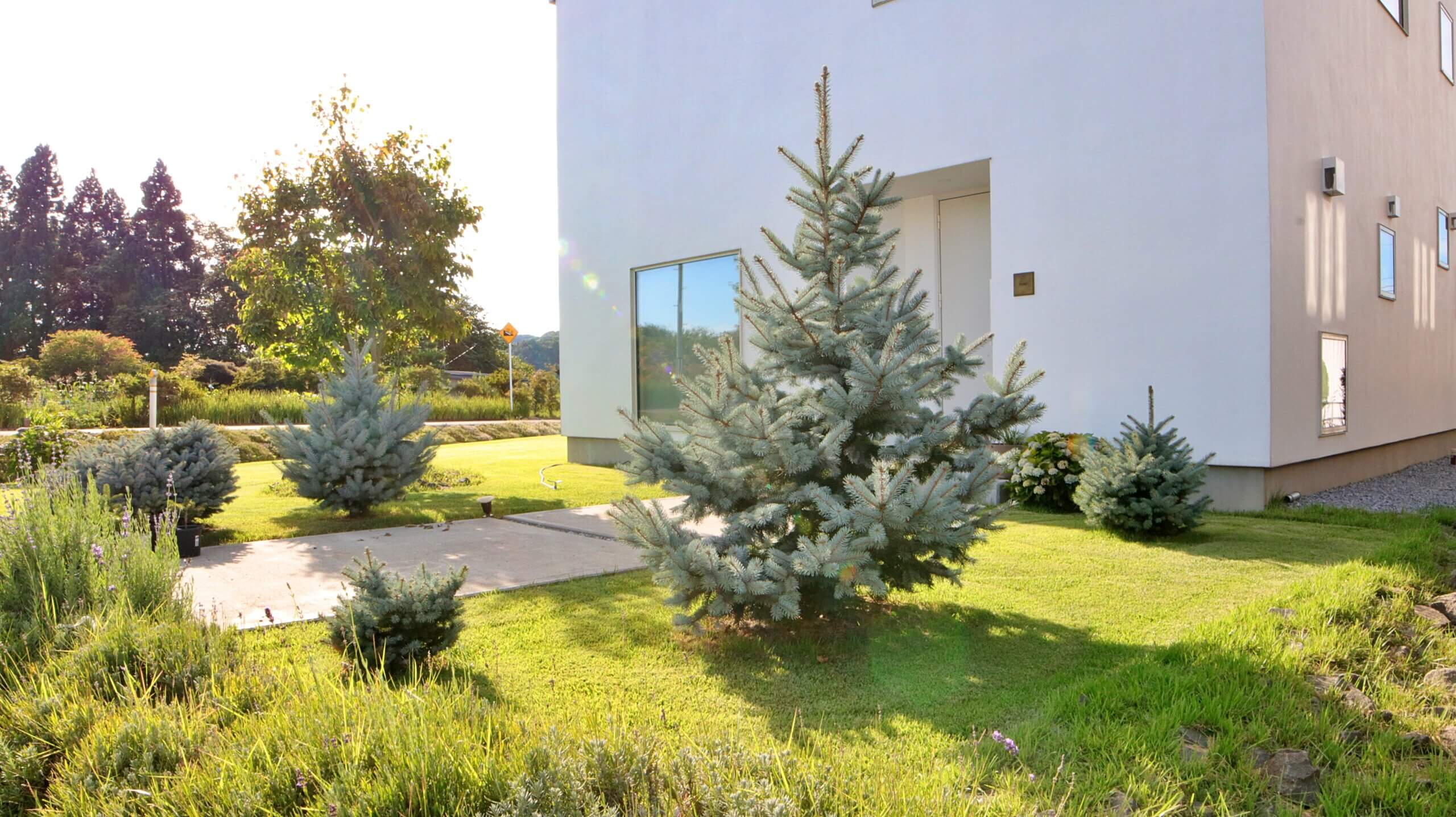 【外構DIY】ホプシーを植えてから5年。北国の庭でここまで育ちました。【無印良品の家】
